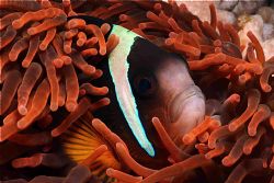 Clown fish Red Anemone Sodwana Canon 350D by Clive Ferreira 